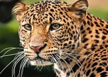 बापरे! मान पकडण्याच्या बेतातील बिबट्याला शेतकऱ्याने उचलून पटकले, जळगाव तालुक्यातील थरार घटना