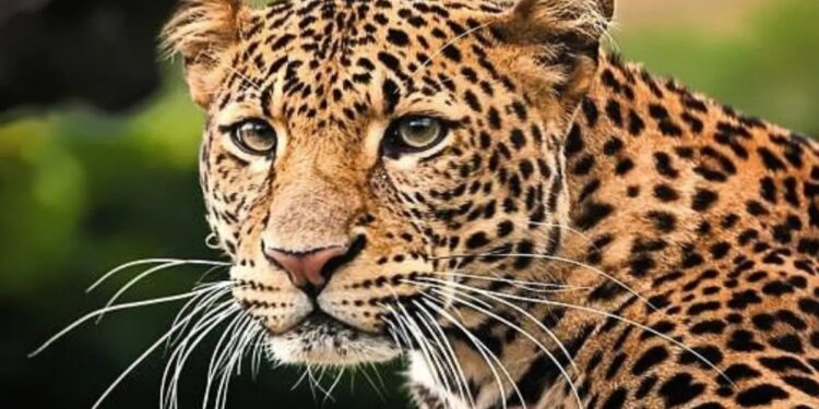 बापरे! मान पकडण्याच्या बेतातील बिबट्याला शेतकऱ्याने उचलून पटकले, जळगाव तालुक्यातील थरार घटना