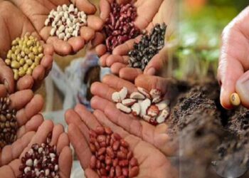 शेतकरी बांधवांनो! स्वदेशीच्या नकली वाणापासून सावधानता बाळगा