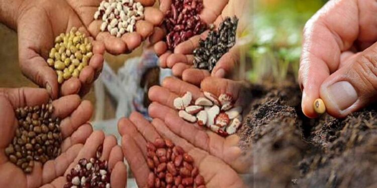 शेतकरी बांधवांनो! स्वदेशीच्या नकली वाणापासून सावधानता बाळगा