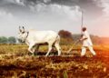 शेतकऱ्यांनो! दुकानात बियाणे खरेदीला जाताना ‘ही’ गोष्ट लक्षात ठेवा