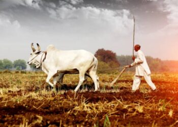 शेतकऱ्यांनो! दुकानात बियाणे खरेदीला जाताना ‘ही’ गोष्ट लक्षात ठेवा