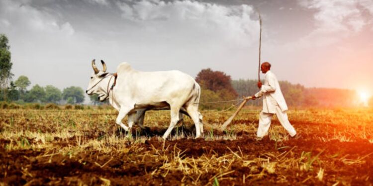 शेतकऱ्यांनो! दुकानात बियाणे खरेदीला जाताना ‘ही’ गोष्ट लक्षात ठेवा