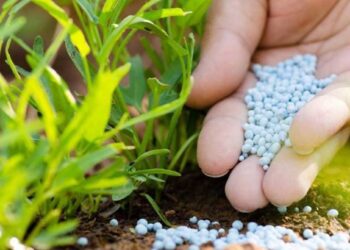 .. अन्यथा बियाणे, खते खरेदी करू नये ; जिल्हा कृषी अधीक्षकांची महत्वाची माहिती