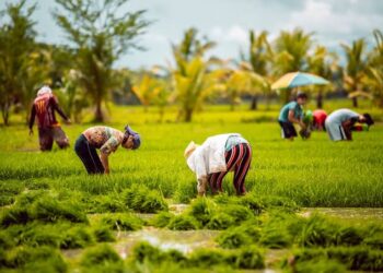 शेतकऱ्याच्या कुटूंबाला सुरक्षा देणारी गोपीनाथ मुंडे शेतकरी अपघात सुरक्षा सानुग्रह अनुदान योजना