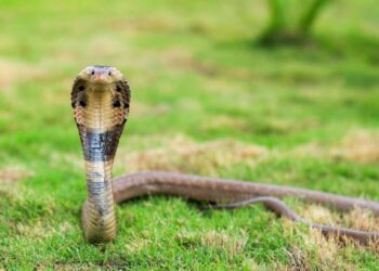 अत्यंत दुर्दैवी! 8वीत शिकणार्‍या आदिवासी मुलाचा क्रोबाच्या दंशाने मृत्यू