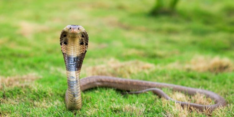 अत्यंत दुर्दैवी! 8वीत शिकणार्‍या आदिवासी मुलाचा क्रोबाच्या दंशाने मृत्यू