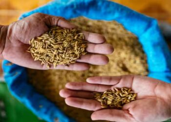 शेतकऱ्यांना सरकारची बंपर भेट, धानासह या पिकांच्या एमएसपीमध्ये वाढ