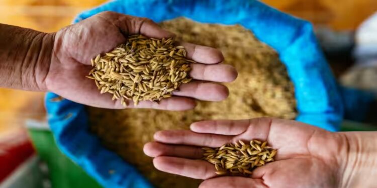 शेतकऱ्यांना सरकारची बंपर भेट, धानासह या पिकांच्या एमएसपीमध्ये वाढ