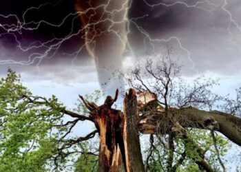 वीजेपासून बचाव करण्यासाठी ‘दामिनी’ ॲप ; नेमकं काय आहे हे ॲप? शेतकऱ्यांनी जाणून घेणे महत्वाचं