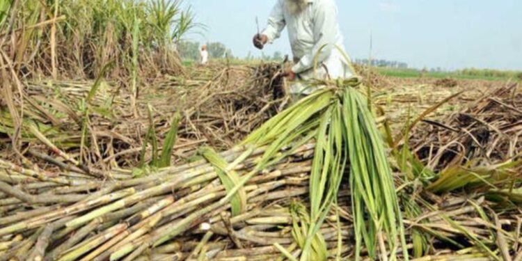 आनंदाची बातमी ! केंद्र सरकारने केली उसाच्या भावात वाढ ; लाखो शेतकऱ्यांना होणार फायदा