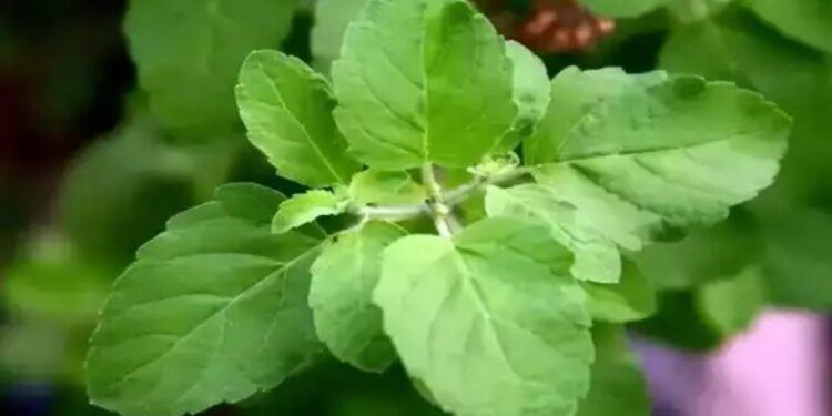 तुम्हालाही पचनक्रिया सुधारायची आहे का? मग आजच तुळशीचे हे जबरदस्त फायदे जाणून घ्या