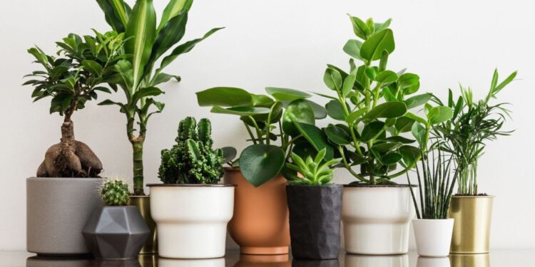 चुकूनही या दिशेला ही 4 शुभ रोपे लावू नका, घराची प्रगती थांबेल; आणि..