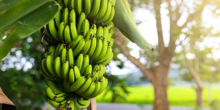 केळी उत्पादकांना शेतकऱ्यांना दिलासा, नेमकी काय आहे बातमी वाचा..