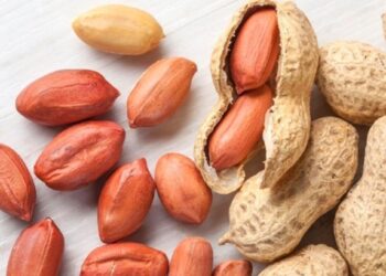 शेंगदाणे आरोग्यासाठी खजिन्यापेक्षा कमी नाही.. फायदे जाणून तुम्ही रोज खाल