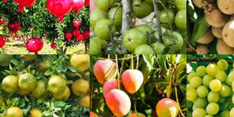 फळबाग लागवडीला प्रोत्साहन देण्यासाठी राज्य सरकारची ‘फळबाग लागवड योजना’ ; शेतकऱ्यांनो असा घ्या लाभ