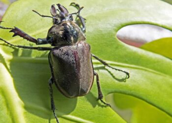 सावधान! अमेरिकेत कीटकामुळे पसरतोय हा धोकादायक आजार, भारतातही धोका आहे का?