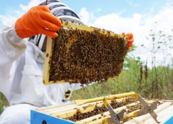 मधमाशापालन योजनेत सहभागी होण्याचे आवाहन