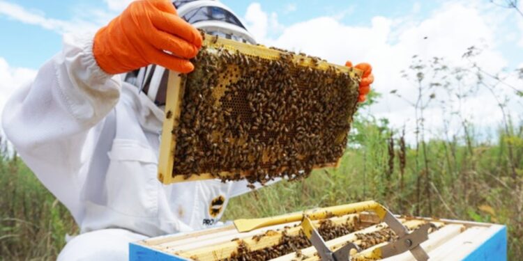 मधमाशापालन योजनेत सहभागी होण्याचे आवाहन