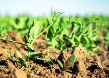 राज्यांतर्गत पिकांसाठी स्पर्धा ; शेतात ही पिके पिकवा अन् शासनाकडून बक्षीसही मिळवा