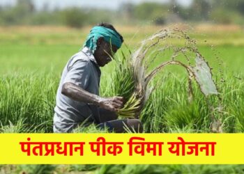 आता केवळ एक रुपयांमध्ये पीक विमा मिळणार ; शेतकऱ्यांनी लाभ घ्यावा..
