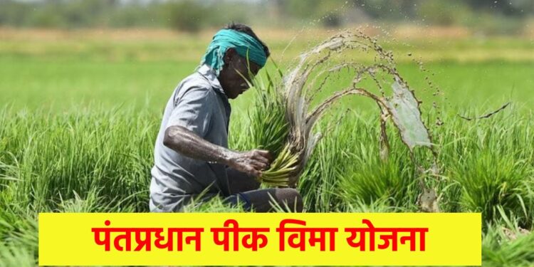 आता केवळ एक रुपयांमध्ये पीक विमा मिळणार ; शेतकऱ्यांनी लाभ घ्यावा..