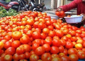 टोमॅटो भाव नियंत्रणासाठी कृषी विभागाचा प्रयत्न – कृषी आयुक्तालय