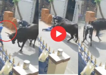 शाळकरी मुलीला थेट शिंगावर उचलून फेकते, नंतर.. घटनेचा थरकाप उडवणारा व्हिडिओ व्हायरल