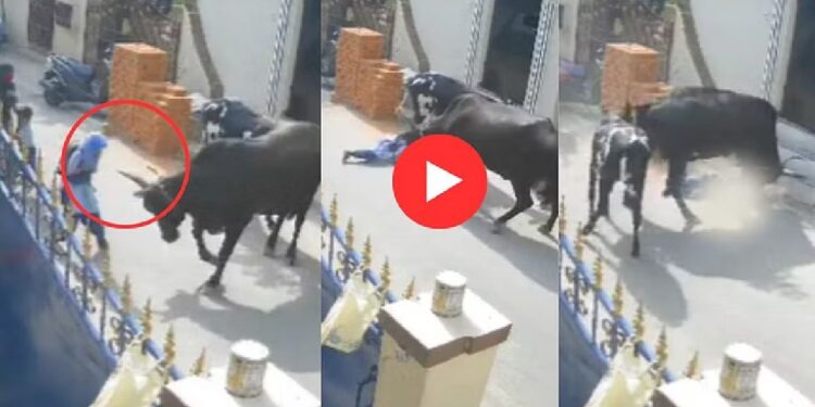 शाळकरी मुलीला थेट शिंगावर उचलून फेकते, नंतर.. घटनेचा थरकाप उडवणारा व्हिडिओ व्हायरल