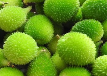 जाणून घ्या कटूले भाजी खाण्याचे फायदे, वाचून चकित व्हाल..