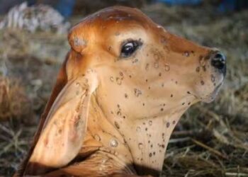 ‘लम्पी स्कीन रोग’ माहिती व उपाययोजना