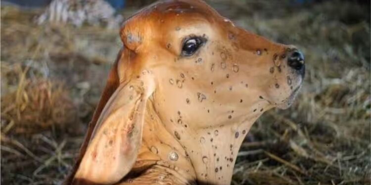 ‘लम्पी स्कीन रोग’ माहिती व उपाययोजना