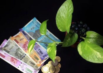 आज मनी प्लांटशी संबंधित करा ‘हा’ उपाय, लवकरच होणार श्रीमंत होण्याचे स्वप्न पूर्ण