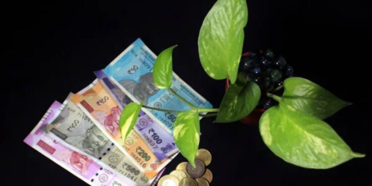 आज मनी प्लांटशी संबंधित करा ‘हा’ उपाय, लवकरच होणार श्रीमंत होण्याचे स्वप्न पूर्ण