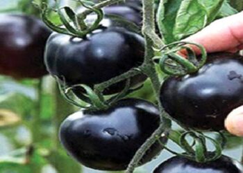 काळे टोमॅटो खाण्याचे हे फायदे तुम्हाला नसतील माहिती? काय आहे फायदे आताच जाणून घ्या