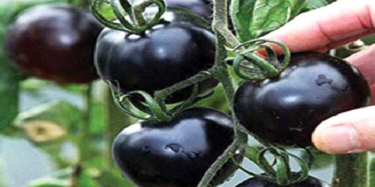 काळे टोमॅटो खाण्याचे हे फायदे तुम्हाला नसतील माहिती? काय आहे फायदे आताच जाणून घ्या