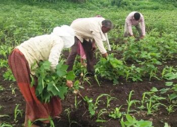 खत दिल्यानंतर कपाशीला फुले कळ्या येईना ; संतापलेल्या शेतकऱ्याने १५ एकर कपाशी उपटून फेकली