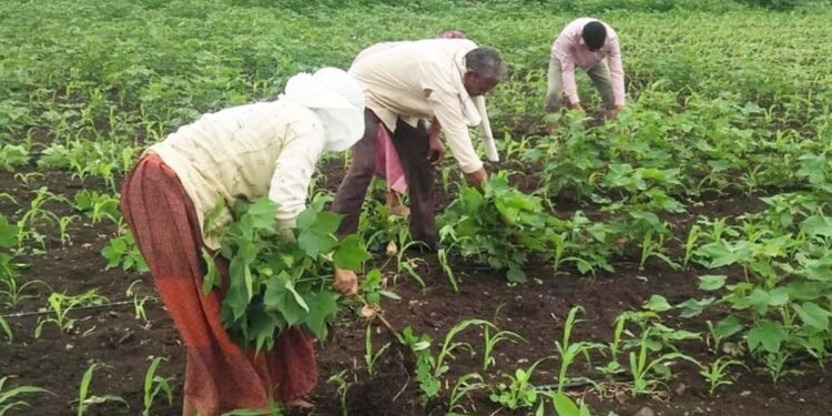 खत दिल्यानंतर कपाशीला फुले कळ्या येईना ; संतापलेल्या शेतकऱ्याने १५ एकर कपाशी उपटून फेकली