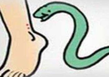 जिल्ह्यात सर्पदंशाने चार महिन्यात 23 जणांचा मृत्यु; सर्पदंशावर वेळीच घ्या वैद्यकीय उपचार !