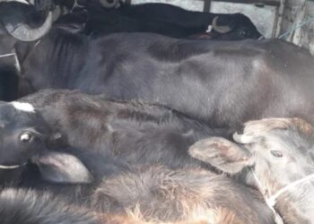 जळगावात कत्तलीसाठी जाणाऱ्या जनावरांची सुटका, दोघांना अटक