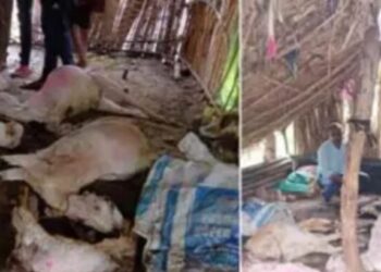 ११ बकऱ्यांचा हिंस्त्रप्राण्याकडून फडशा ; नागरिक भयभीत