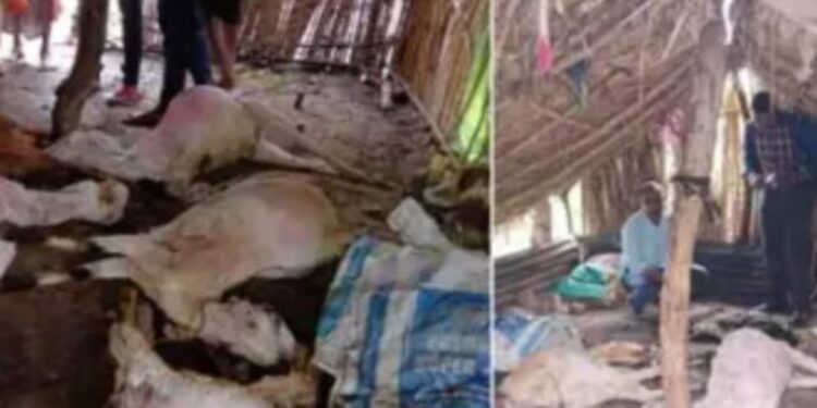 ११ बकऱ्यांचा हिंस्त्रप्राण्याकडून फडशा ; नागरिक भयभीत