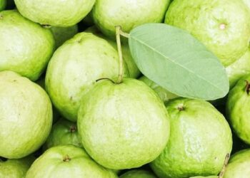 पेरू या रोगांवर आहे फायदेशीर ; या फळाच्या सेवनाचे फायदे जाणून घ्या..