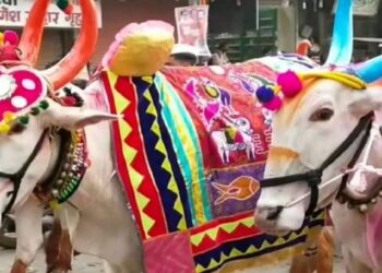 लम्पीच्या पार्श्वभूमीवर बैल पोळा गोठ्यातच साजरा करा