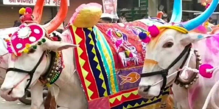 लम्पीच्या पार्श्वभूमीवर बैल पोळा गोठ्यातच साजरा करा