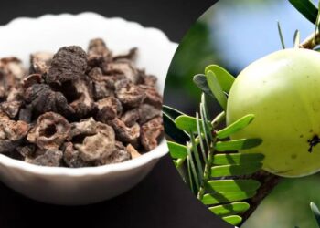 सुकलेला आवळा खाल्ल्यास ‘या’आजारांपासून तुम्ही वाचाल ; जाणून घ्या फायदे