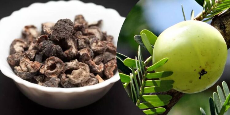 सुकलेला आवळा खाल्ल्यास ‘या’आजारांपासून तुम्ही वाचाल ; जाणून घ्या फायदे