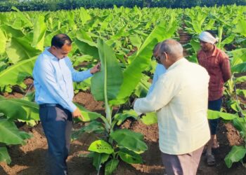 कुकुम्बर मोझॅक व्हायरसच्या कायमस्वरूपी नियंत्रण उपाययोजनेसाठी जिल्हास्तरीय समिती स्थापन करणार – जिल्हाधिकारी आयुष प्रसाद