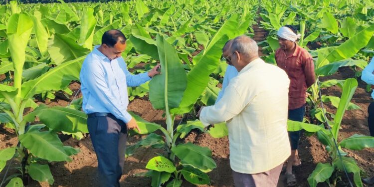 कुकुम्बर मोझॅक व्हायरसच्या कायमस्वरूपी नियंत्रण उपाययोजनेसाठी जिल्हास्तरीय समिती स्थापन करणार – जिल्हाधिकारी आयुष प्रसाद