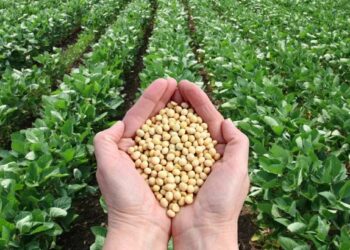 सोयाबीनवर रोगाचा प्रादुर्भाव : तातडीने पिकांचे पंचनामे करण्याचे आदेश